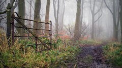 Fog paths forests