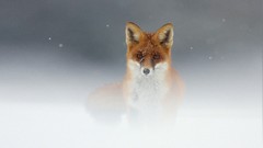 Fog snow Animals red mist wildlife foxes