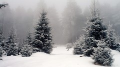 Fog snow winter spruce pine trees