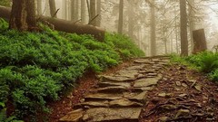 Fog stairs