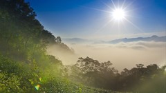 Fog sun clouds sky vegetation Green light beams
