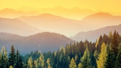 Fog switzerland golden forests