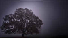 Fog tree