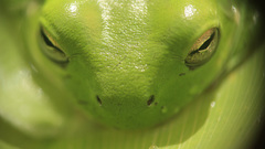 Fog tree Green lens reverse 1200 1920 greentreefroggie