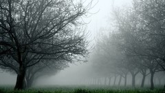 Fog Trees