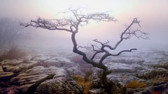 Fog Trees