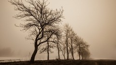 Fog Trees