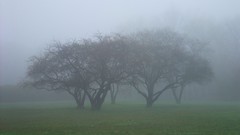 Fog Trees