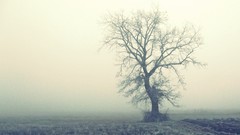 Fog Trees abandoned lonely