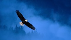 Fog Trees Birds Eagles