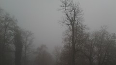 Fog Trees Black Forest lonely algeria creepy Annaba