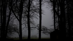 Fog Trees dark Cows houses forests
