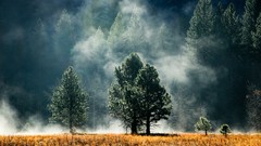 Fog Trees fields forests