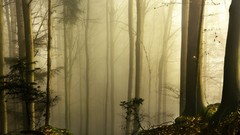 Fog Trees forests