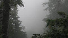 Fog Trees forests