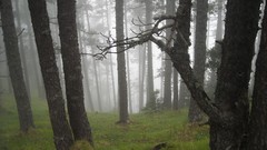 Fog Trees forests HDR Photography