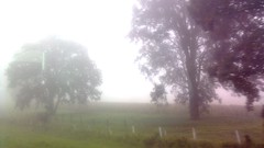 Fog Trees grass HDR Photography