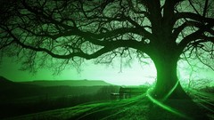 Fog Trees Green bench
