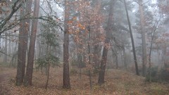 Fog Trees HDR Photography