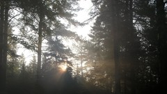 Fog Trees HDR Photography