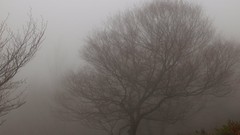 Fog Trees HDR Photography