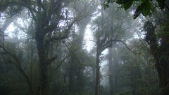 Fog Trees HDR Photography