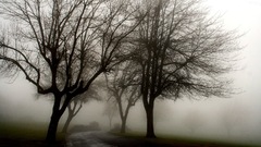 Fog Trees merry xmas