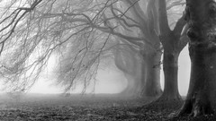 Fog Trees mist creepy