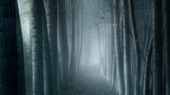 Fog Trees mist forests eerie