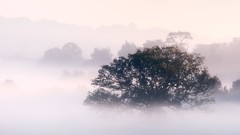 Fog Trees morning mist