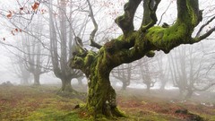 Fog Trees moss