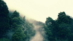 Fog Trees Mountains forests