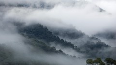 Fog Trees Mountains mist