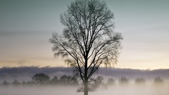 Fog Trees New Zealand
