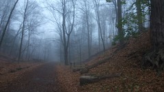 Fog Trees paths