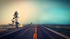 Fog Trees roads