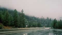 Fog Trees roads