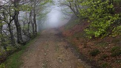 Fog Trees roads forests HDR Photography