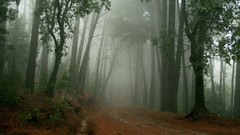 Fog Trees roads forests HDR Photography