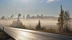 Fog Trees shine asphalt morning wires