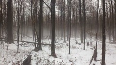 Fog Trees snow forests