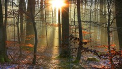 Fog Trees sunlight forests fallen leaves