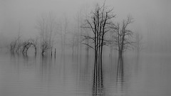 Fog Trees water lakes bushes grayscale