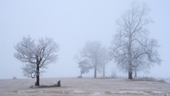 Fog Trees winter cold frost hoarfrost gray hair