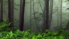 Fog Virginia USA national park forests shenandoah