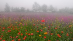 Fog Washington lavender