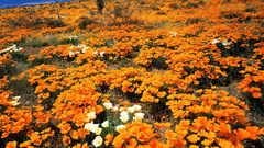 Food and Drinks desert