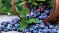 Food blueberries fruits baskets