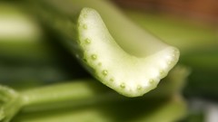 Food celery