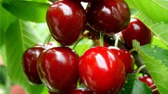Food cherries fruits